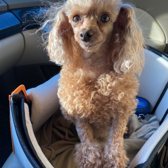 Meet Your Posher, Robin! - Picture 14 of 16